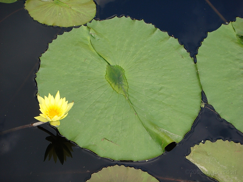 266 Longwood Gardens [2008 August 23].JPG - Longwood Gardens in Pennsylvania